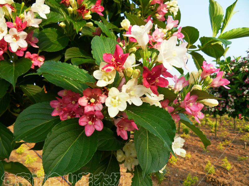 乔木五彩锦带花12