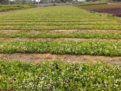 五彩锦带花小苗