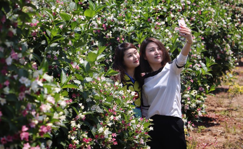 游客欣赏锦带花